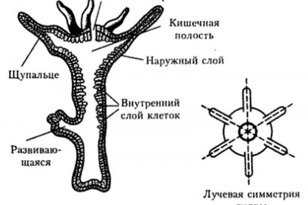 Как обменять биткоины на меге